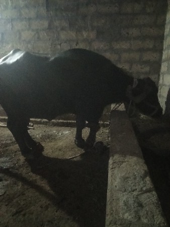 ભેંસ વેચવાની છે