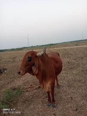 थंबनेल 3