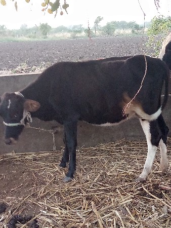 આ ઓળડકી વેસવાની સે