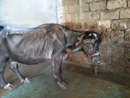 થંબનેલ 3