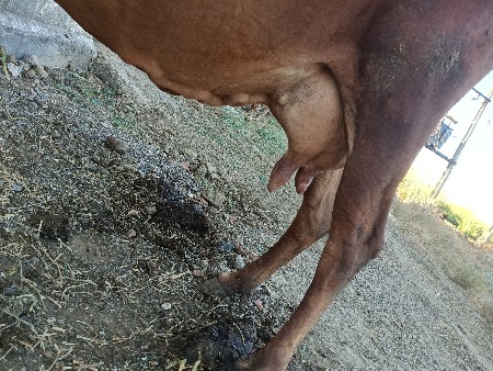 થંબનેલ 1