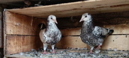 થંબનેલ 2