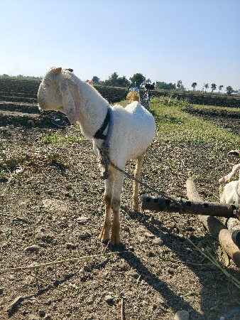 બકરા વેશ વા ના સે