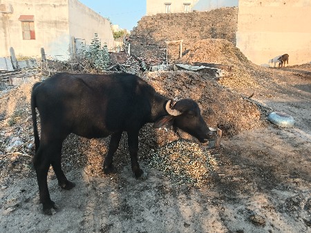 થંબનેલ 3