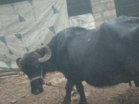 ભેશ વેચવાની છે