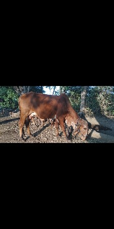 પેલા વેંતર ની ઓડકી