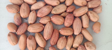 39 નંબર માંડવી કોરી છે