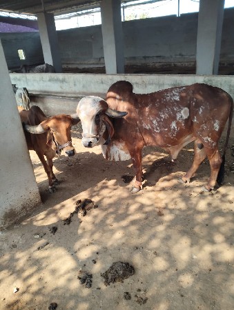 વેચવા ના સે