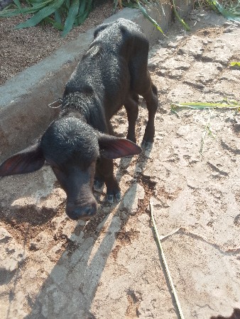 थंबनेल 3