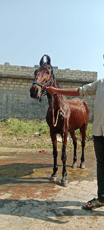 થંબનેલ 3