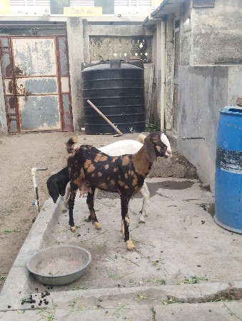 bakri vechvani rajasthani
siroy