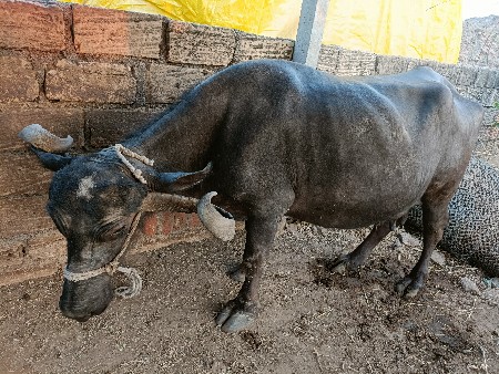 ભેંસ વેચવાની છે