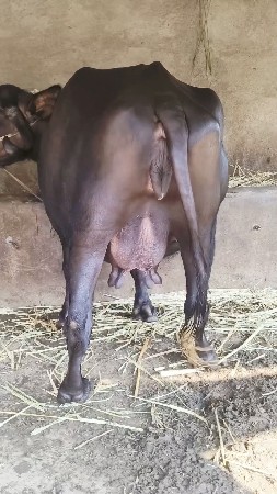 થંબનેલ 6