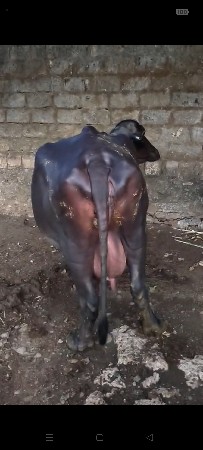 ભેંશ વેચવાની છે