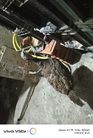 Turkey female 3 price 10000