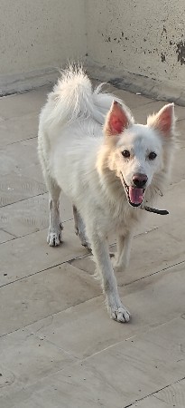 મેલ વેચવાનો છે સાટા પણ કરવાના છે