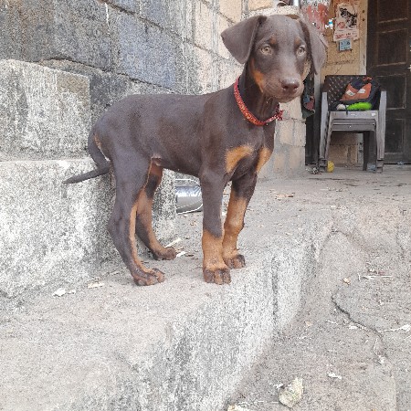 ફીમેલ વેસવાનીછે