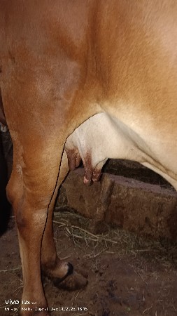 ગાય વેચવાની છે