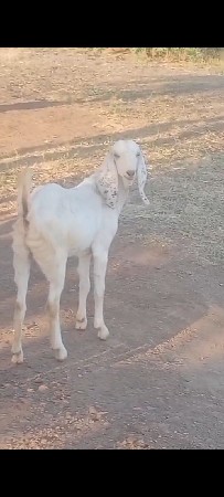 11 MAHINANI BAKRI WAAIT AANKH