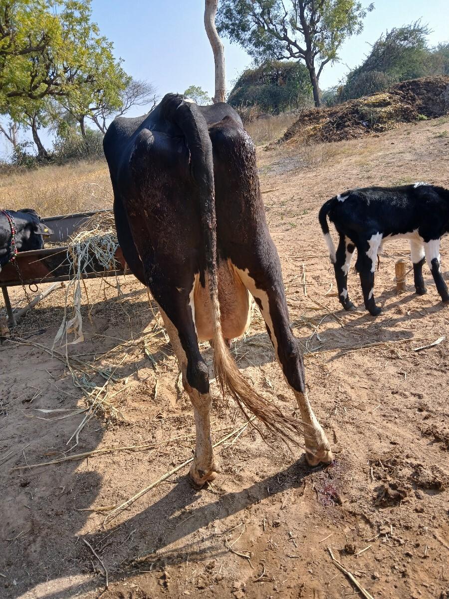 थंबनेल 2