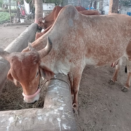 थंबनेल 3