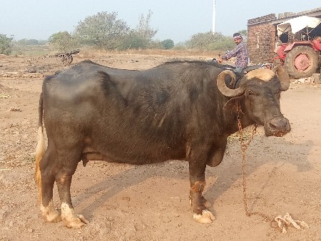 તન વિયછે સાટુયેકરી દૂઝણુ અથવા