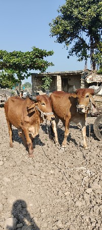 ગોઢલા વેચવાના છે