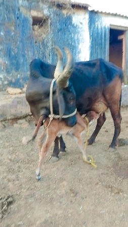 ગાય વેચવાની છે