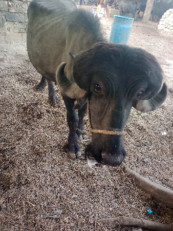 પાડો વેચવાનો છે