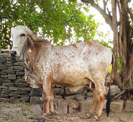 ઑરીજનલ ગીર હૉડકી કાબરી