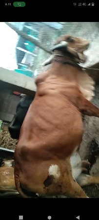 ગાય વેચવાની છે