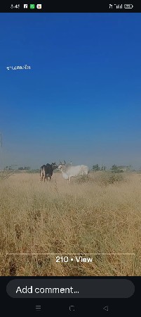 બળદ વેચવાના છે