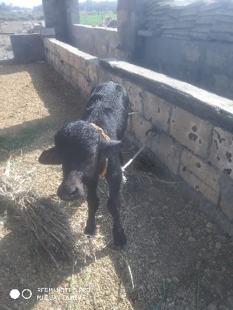 થંબનેલ 3