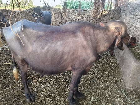 ખડેલી વેચવાની છે.