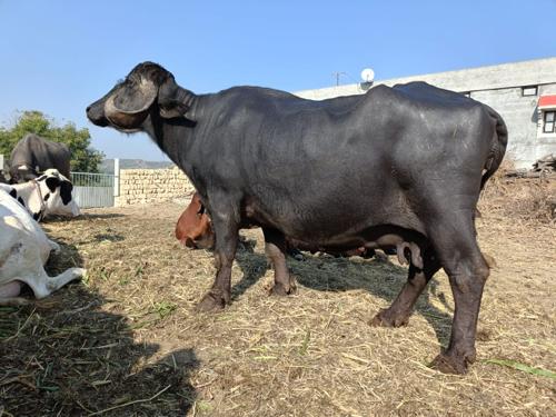 ભેંસ વેચવાની છે.