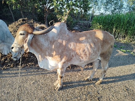 થંબનેલ 3