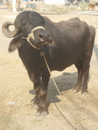 ભેંસ વેચવાની