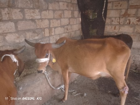 થંબનેલ 2