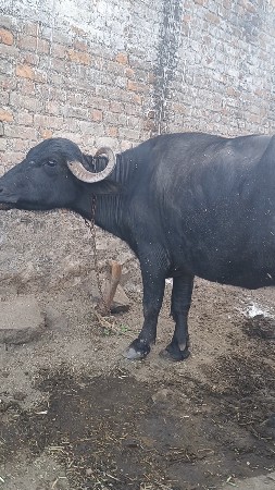 થંબનેલ 2