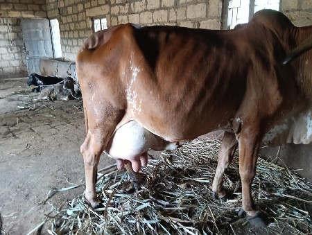 ગિર ગાય વેચવાની છે