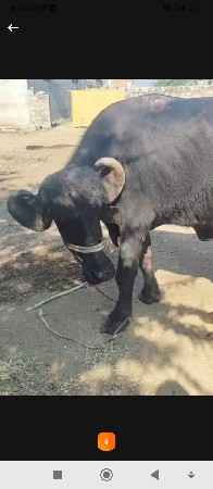 1 મહિના ની વીયાલ છે નીચે પાડો