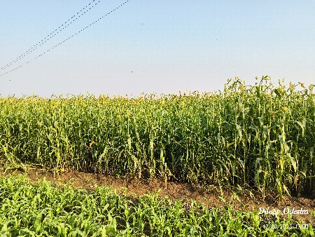 જુવાર વેસવાની છે ફૂલ મીઠી