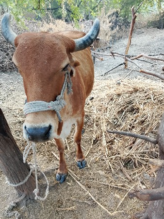 થંબનેલ 1