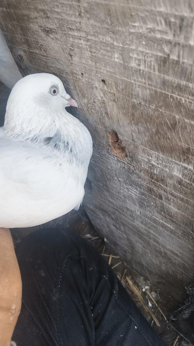 थंबनेल 3