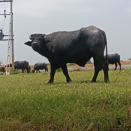 પાડો વેચવાનોછે