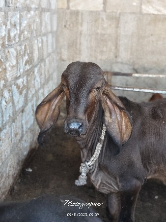 તબેલા માટે માણસની જરૂર છે