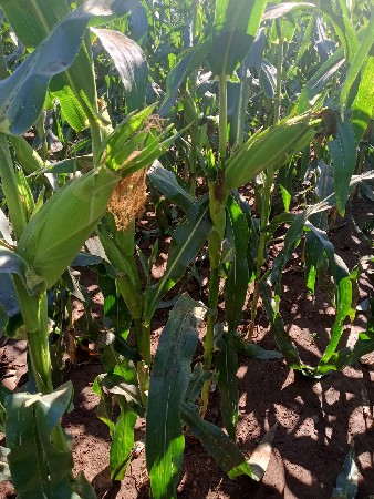 અમેરીકા મકાય