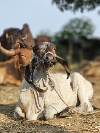 थंबनेल 2