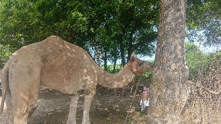 ઉંટ વેચવાનો છે