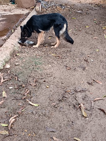 જર્મન ફીમેલ